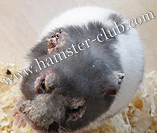 hamster ear mites / hamster mange
